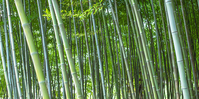 Chiński przemysł bambusowy rozpoczyna nową podróż